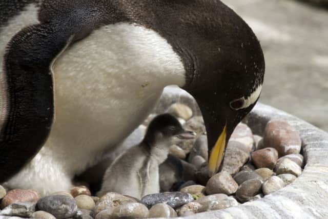 Gentoo penguin hatchlings at Edinburgh Zoo. Picture: Katie Paton