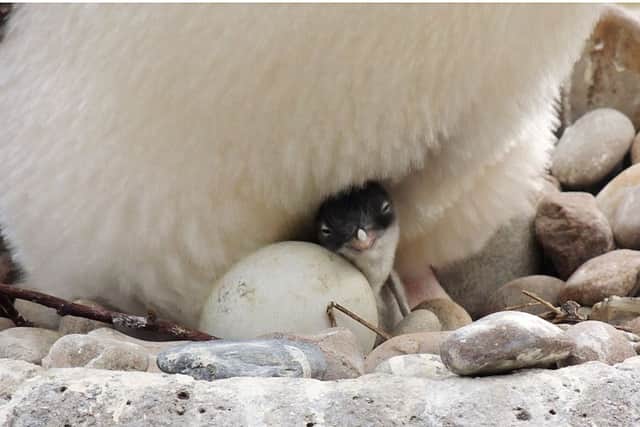 Gentoo penguin hatchlings at Edinburgh Zoo. Picture: Maria Dorrian