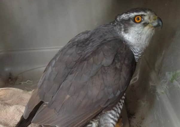 Bart the goshawk who had to be put down due to to injuries he sustained when he was shot. Picture: SWNS