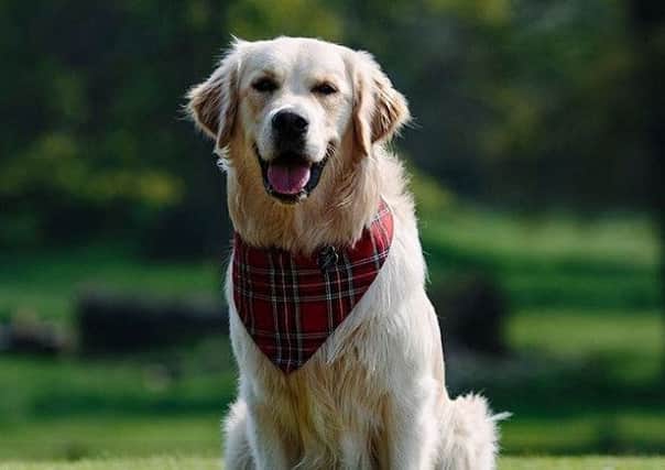 George the golden retriever has been named VisitScotland's 'ambassadog'. Picture: Instagram