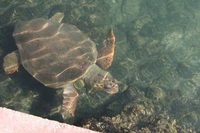 Sea turtles are a common, but still magical, sight at Letoonia Resort