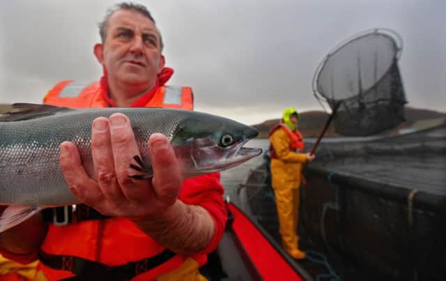 Catches of Scottish salmon are down 50 per cent in the past five years. Picture: Getty