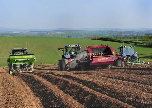 Seed potatoes from Scotland are widely exported. Picture: Alastair Watson
