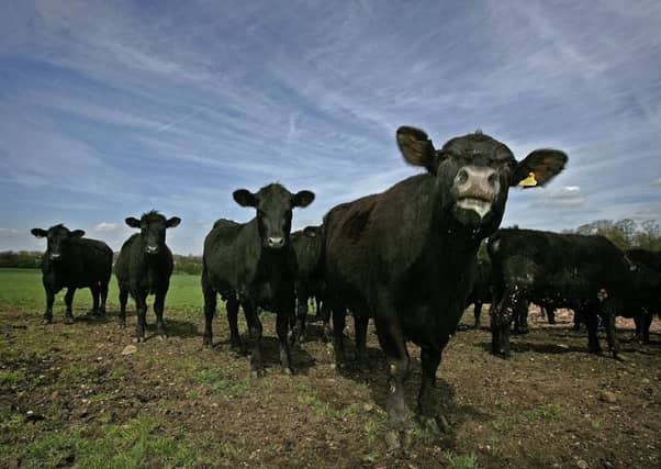 The scheme aims to improve the quality of the nation's beef herd. Picture: Christopher Furlong/Getty Images