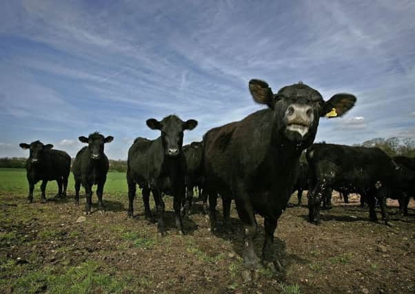 The scheme aims to improve the quality of the nation's beef herd. Picture: Christopher Furlong/Getty Images