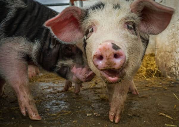 Pig farmers have been encouraged to increase their focus on exports. Picture: Steven Scott Taylor