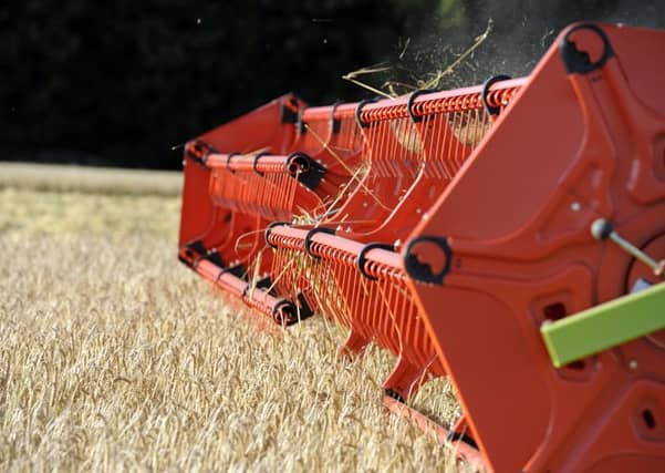 Some strains of wheat disease are highly resistant to a key fungicide. Picture: Michael Gillen
