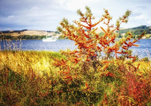 Sea buckthorn, which has grown in Scotland for thousands of years, could hold the key to tackling obesity