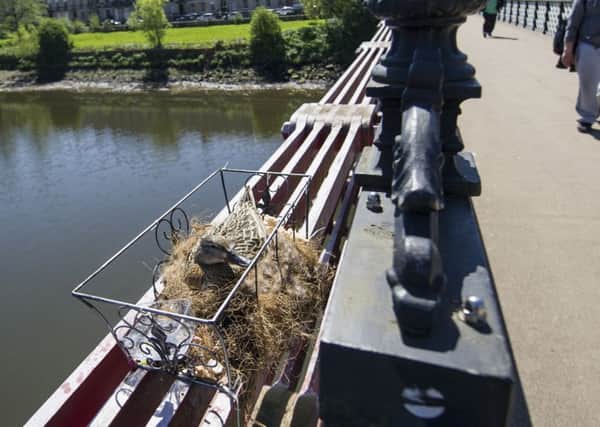 The duck has been nesting on the footbridge for more than a week. Picture: John Devlin/TSPL