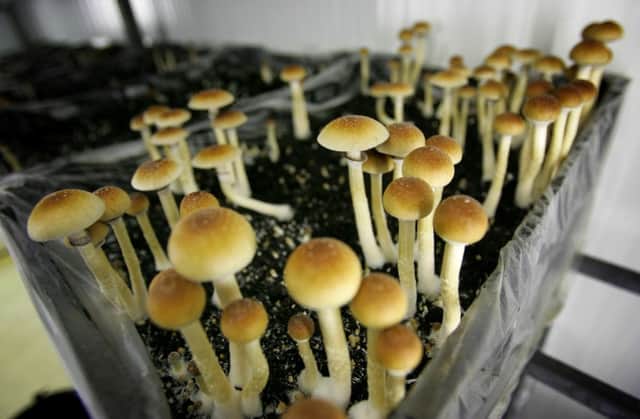 A study has shown that magic mushrooms may help roll back the effects of severe depression. Picture: AP