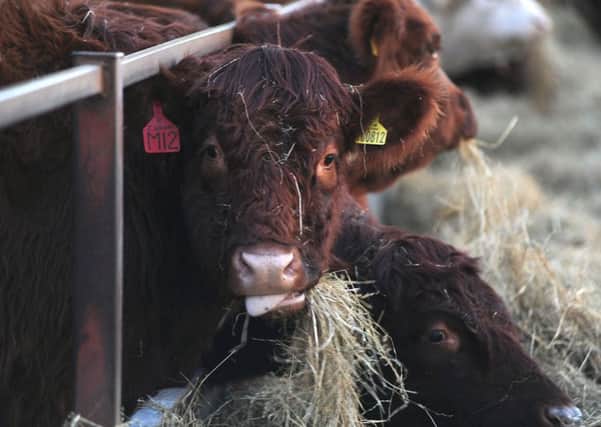 Farmers are cutting back on ordering cattle feed. Picture: Johnston Press