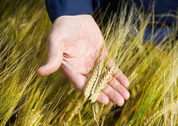 Glyphosate is used to control weeds and ripen crops. Picture: John Devlin