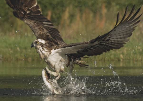 A shot from the stunning footage of osprey lifting off the water with fish in talons. Picture: Lindsay McCrae/Maramedia