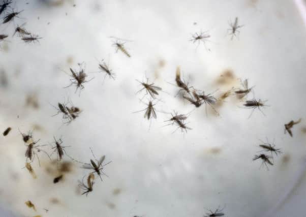 Mosquitos carrying the Zika virus could soon arrive in Europe. Picture: AP