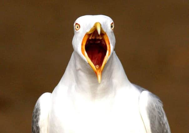 Gulls are losing their fear of humans and are increasingly coming in into conflict with them in urban areas say experts. Picture: AP