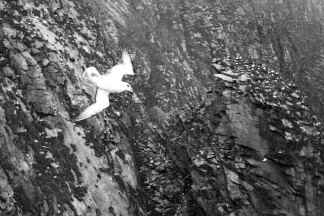 The ghost bird of St Kilda had a most unfortunate fate.