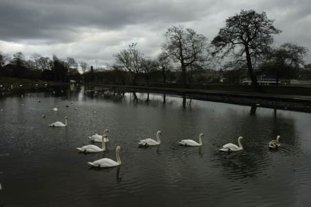 The pond at Inverleith Park is home to swans, ducks and a variety of other wildlife. Picture: Cate Gillon/TSPL