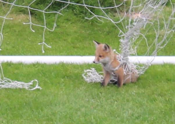 The fox cub got itself tangled up in a football net. Picture: Scottish SPCA