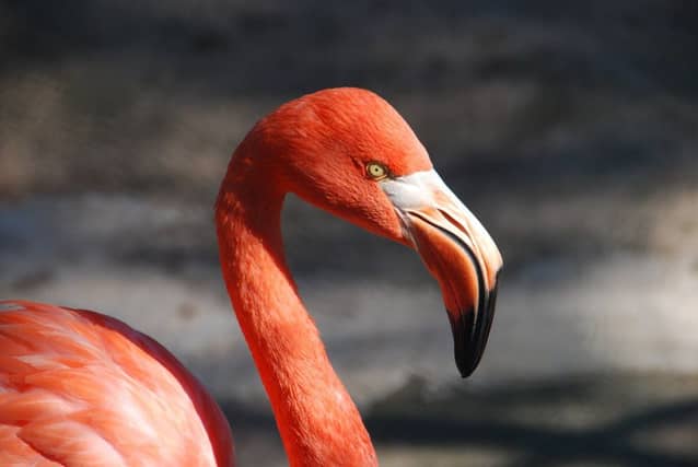 Flamingos could join emus, parrots and love birds in the Scottish Borders. Picture: Contributed