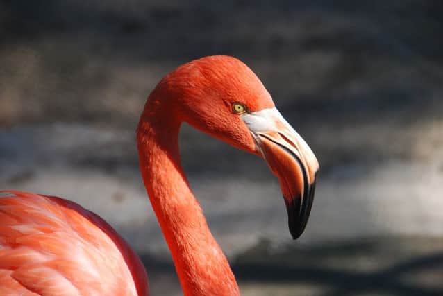 Flamingos could join emus, parrots and love birds in the Scottish Borders. Picture: Contributed