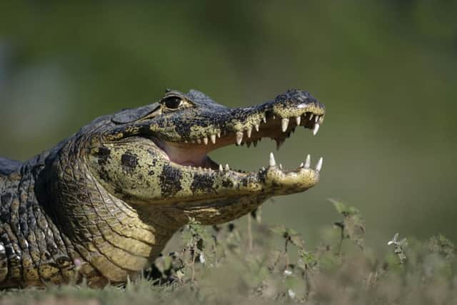 Some people even kept crocodiles. Picture: contributed