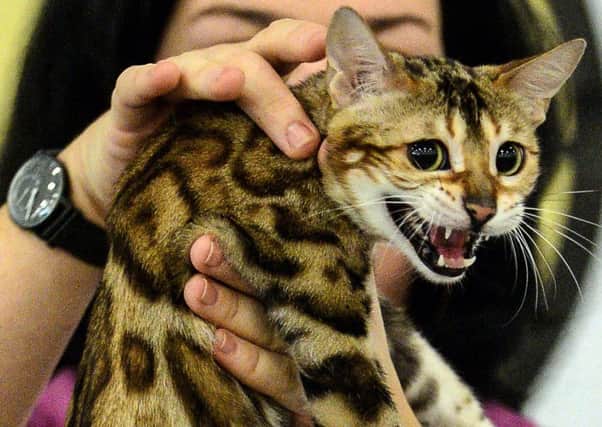 Wild animals kept as pets in Scotland include Bengal cats. Picture: Getty