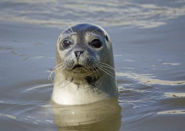 Seals will stay 20km away from wind farm construction.
