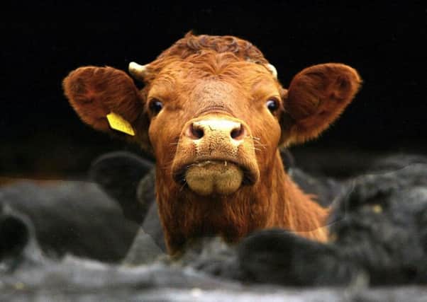 The scheme aims to improve the quality of the nation's beef herd. Picture: David Cheskin/PA