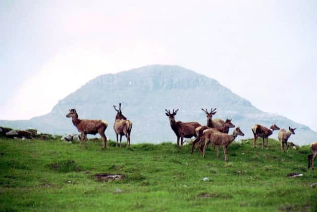 A group of red deer on a Scottish National Heritage nature reserve on the island of Rum in Scotland's inner Hebrides. Picture taken July 1993. Picture: Allan Milligan
