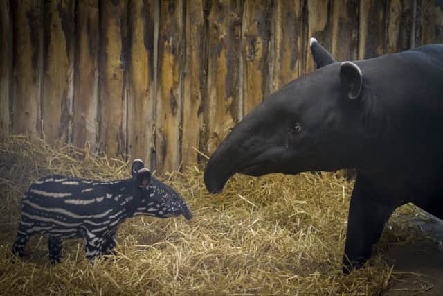 The baby tapir and mother Sayang. Picture: Edinburgh Zoo