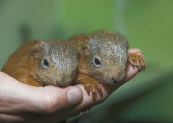 Rescued red squirrels Red and Ruby are recovering at SSPCA centre in Fishcross, Clackmannanshire. Picture: SSPCA