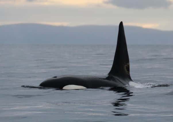 Killer whales off the coast of Moray. Pictures: Pippa Low, North 58 Sea Adventures