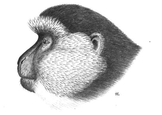 Haddow's monkey. Picture: University of Glasgow archives.