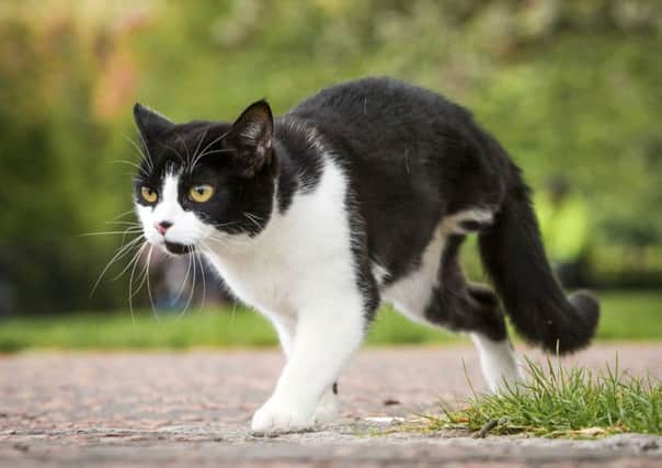 Fizz the cat who had one of her back legs removed after she was injured by a pellet from an airgun. Survey finds almost half of cats shot die. Picture: Danny Lawson/PA Wire