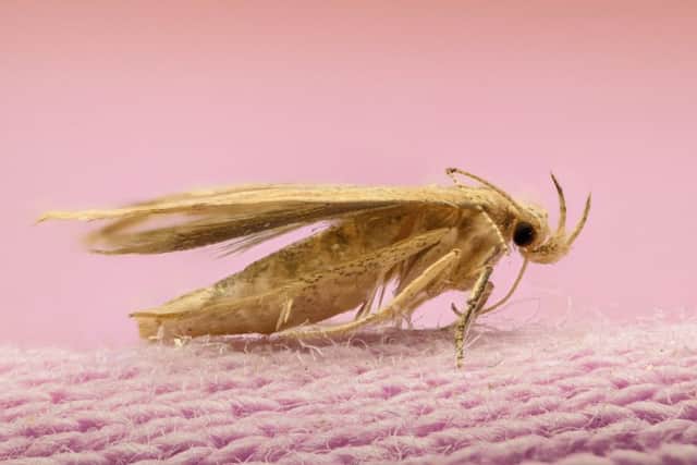 Moths  never knowingly undersprayed at John Lewis? Picture: contributed