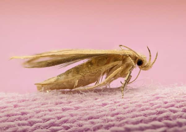 Moths  never knowingly undersprayed at John Lewis? Picture: contributed