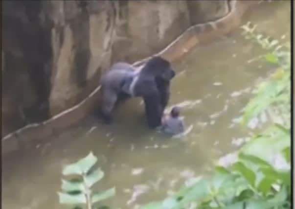 The 17-year-old male gorilla named Harambe stands over the boy. Picture: Youtube