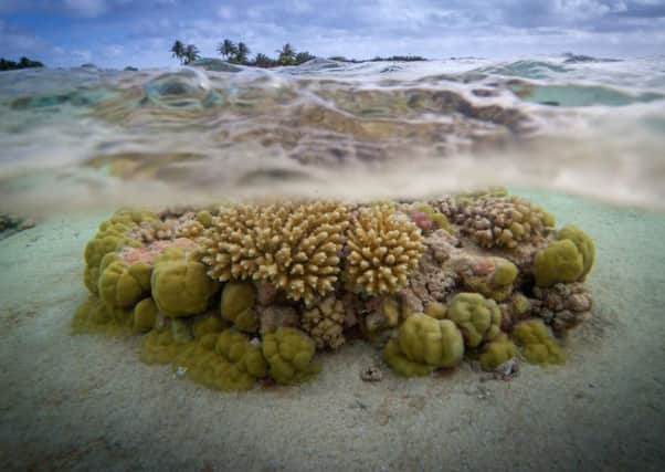 Experts are reporting death rates in coral reefs of between 35 and 80 per cent which they say is caused by hot water. Picture: AFP/Getty Images
