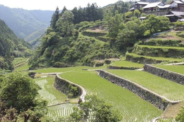 A rice paddy in Kochi Prefecture