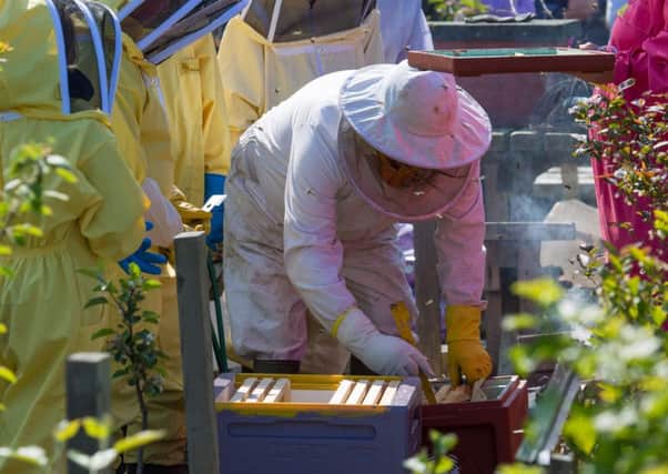 East Wemyss Primary School have the accolade of being Bee Buddies after obtaining training in the art of Bee Keeping. Picture: Steven Brown