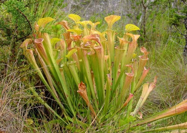 The pungent smelling Sarracenia plant. Picture: Wikimedia