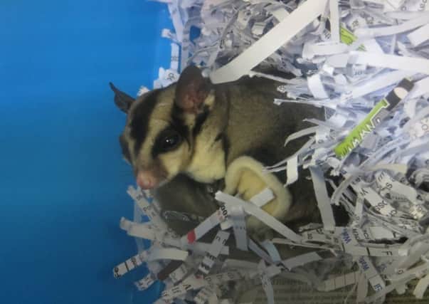 Picture: Scottish SPCA