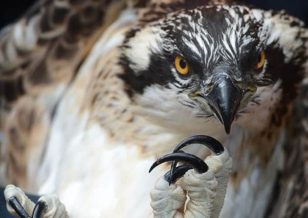 The male osprey - like the one pictured - was found a fortnight ago at Moy, south of Inverness, and had to be put down due to the extent of its wounds. Picture: TSPL