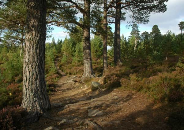 The Ancient Pinewoods of Scotland