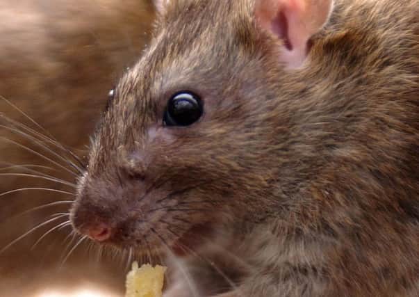 Palacerigg Country Park has suffered from a rat infestation. Picture: PA