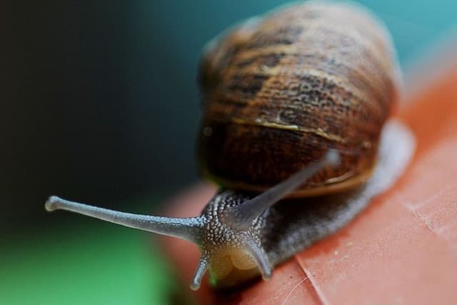 Snails can make complex decisions '˜with only two brain cells'