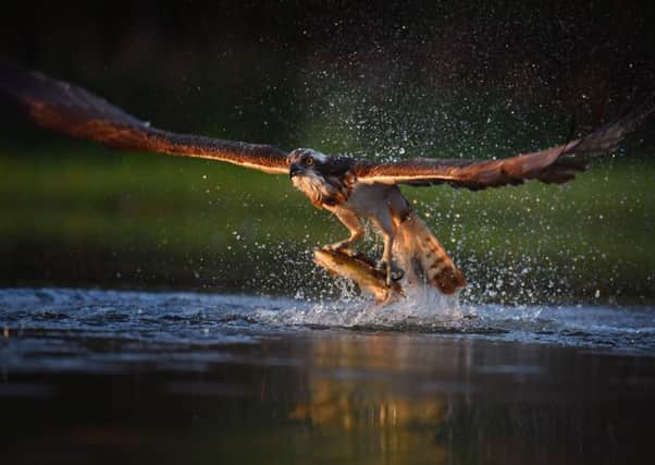 An osprey catches two rainbow trout at Rothiemurchus. Picture: Jeff J Mitchell / Getty Images