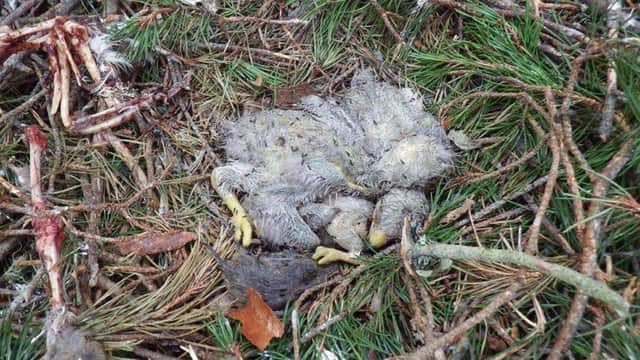 Image of Dead chicks in one of the abandoned nests. Picture: submitted