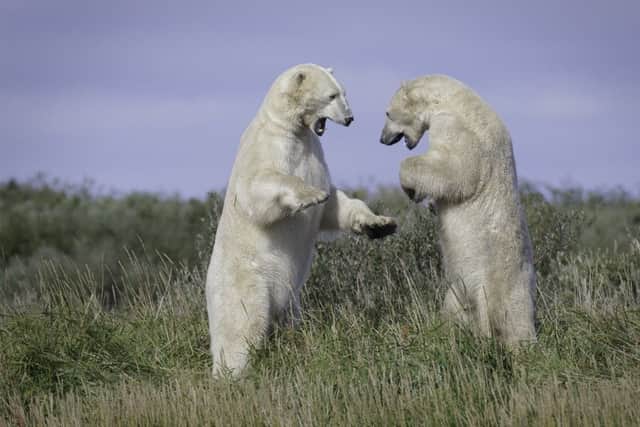 Two polar bears sparring. Picture: Charles Glatzer