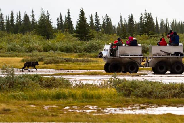 The Rhino safari vehicle crosses the Arctic tundra. Picture: Didrick Johnck